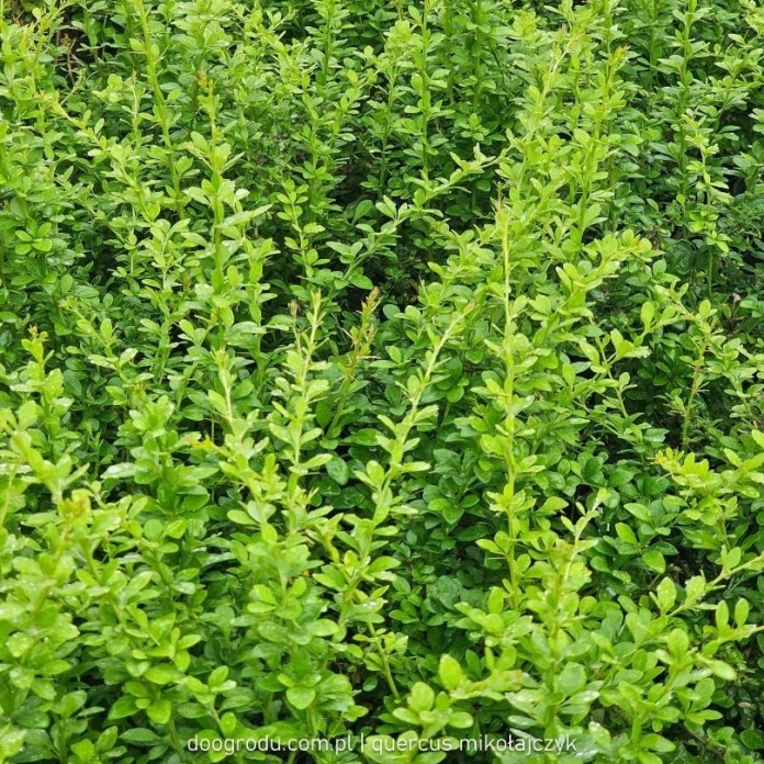 Berberys Thunberga Green Ornament